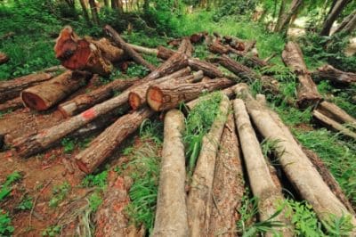 DREAM GREEN Illegal Logging