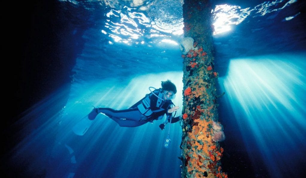 How legendary oceanographer Sylvia Earle is racing to save marine animals from extinction