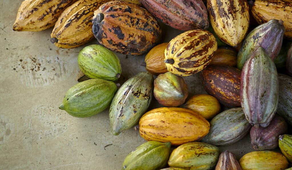 Home grown â€“ The Peak follows the cocoa bean as it goes from farm to table