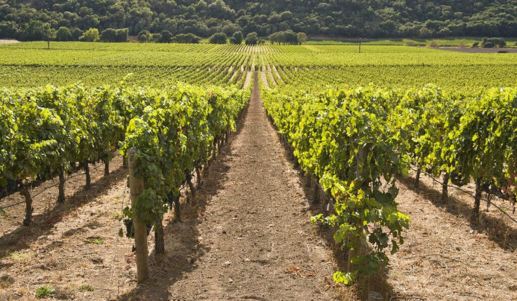 Treasury Wine Estates offers a snapshot of modern Californian wines