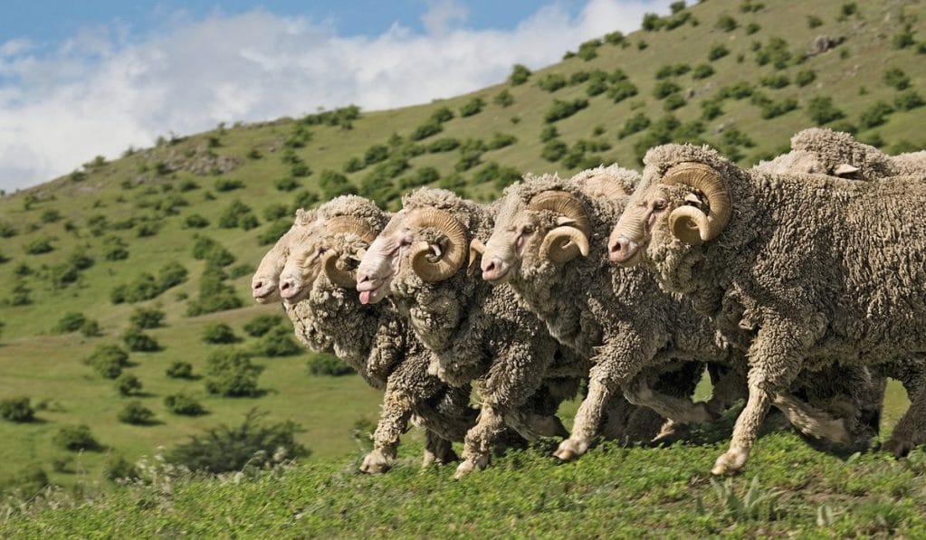 How luxury brands fight to keep top-quality wool producers in the game