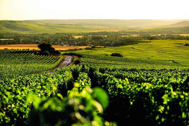 A New Style Of Champagne Is Bubbling Up, Offering Aficionados Distinct And Differentiated Tastes