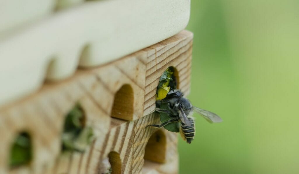 City Hotels To Welcome Solitary Bees