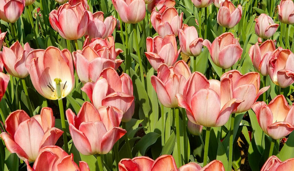 Watch Tulips Bloom At The Famous Keukenhof Gardens