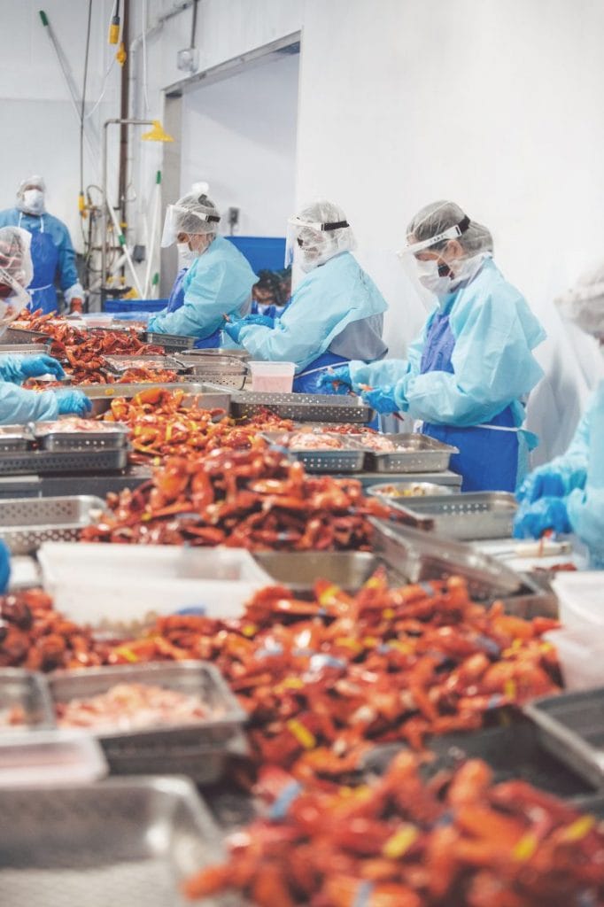 Luke’s Lobster’s processing facility handles 18,000kg of live lobsters every day