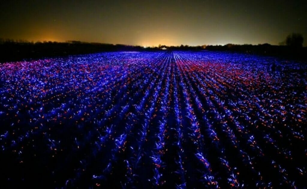 Grow: luminous art that delights and bolsters in equal measure